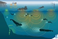 Wave devouring tech inspired by whales could propel ships towards net zero