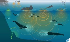 Wave devouring tech inspired by whales could propel ships towards net zero