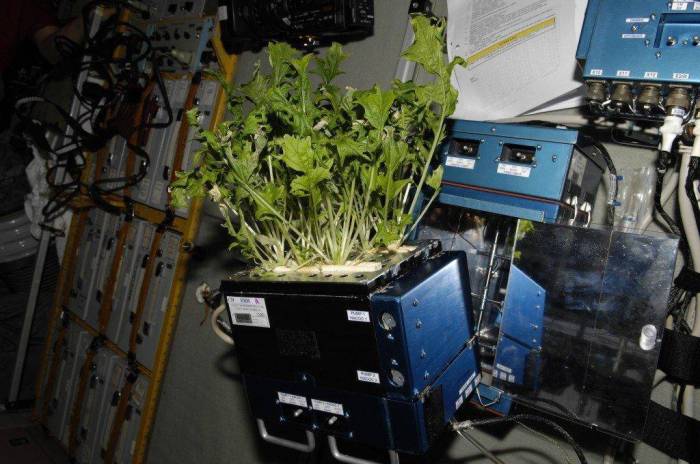 European space agency unveils new plan for growing plants on the moon