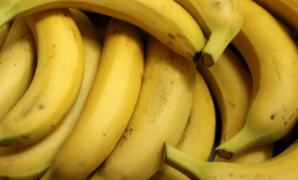 Phillipines approves gene editing browning bananas tropic biosciences