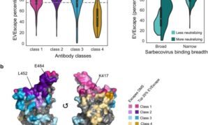 Evescape ai predicts virus mutations covid 19 vaccines