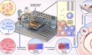 3d printed stem cells help treat brain injuries