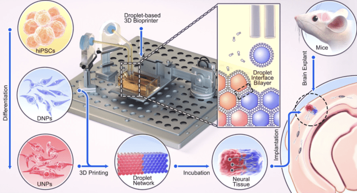 3d printed stem cells help treat brain injuries