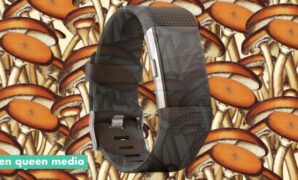 Sustainable wearables could be powered by myceliotronics mushroom batteries