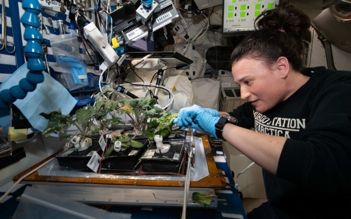 Astronauts gardening crops elin doris urrutia