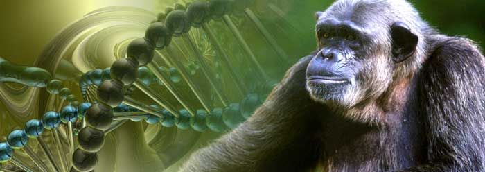 Ai trained on ape dna predicts genetic disease risks humans