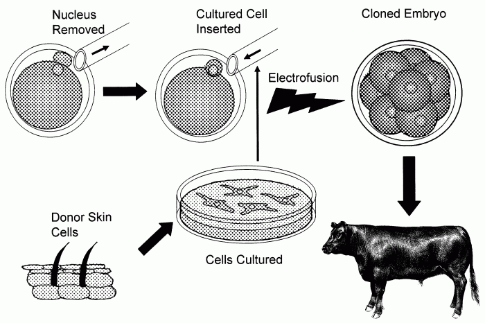 Biotech startup opens uk first pilot facility cultivated animal fat