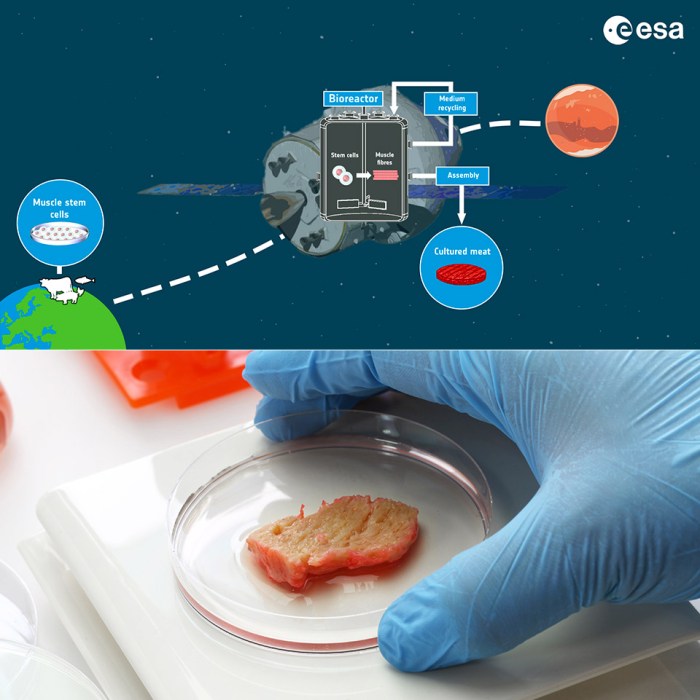 Cultivated meat promising space food astronauts esa