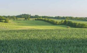 Green ammonia fertiliser nitrolyzer danish startup