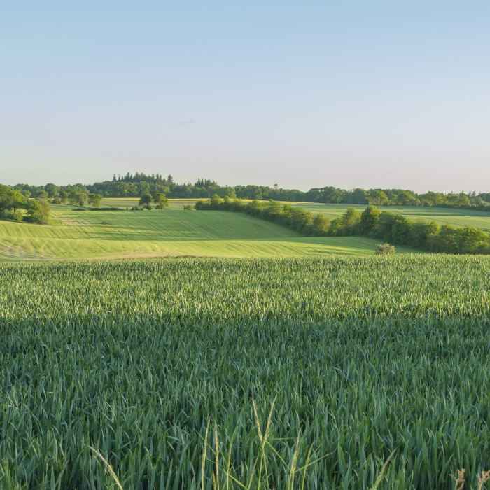 Green ammonia fertiliser nitrolyzer danish startup