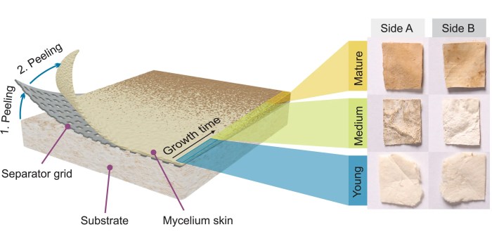 Sustainable wearables could be powered by myceliotronics mushroom batteries