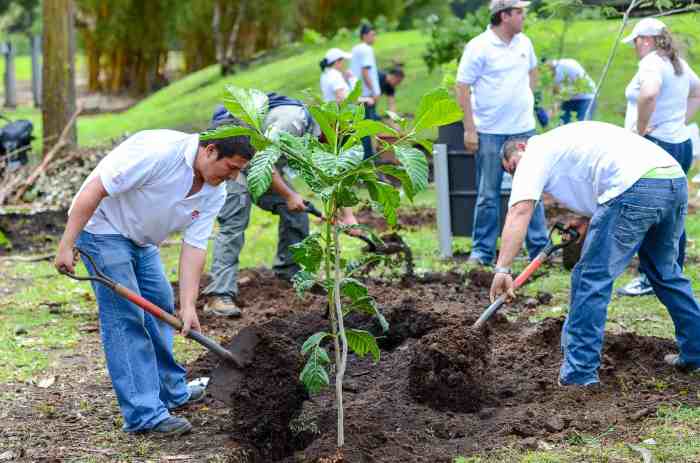 Tree planting search engine ecosia kanop reforestation space