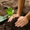 Efforts reforestation reward help man globalgiving reports