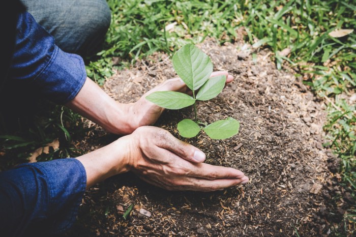 Tree planting search engine ecosia kanop reforestation space