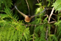 a-symphony-of-feathers-and-flight-cedar-waxwings-offer-unexpected-photographic-delights