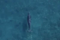 humpbacks-trail-fishing-line-across-pacific-a-spate-of-entanglements-demands-urgent-action