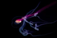 panitbhand-paribatra-pari-na-ayudhya-wins-prestigious-hasselblad-masters-2026-award-for-underwater-photography