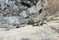 patagonias-free-wall-kit-a-field-tested-examination-of-multi-pitch-climbing-gear
