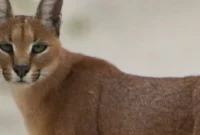rare-caracal-sighting-in-kuno-national-park-fuels-speculation-amidst-cheetah-reintroduction-efforts