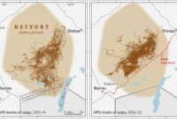 navigating-the-eurasian-steppe-conservationists-and-the-ancient-migration-of-kazakhstans-saiga-antelope