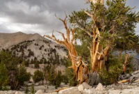 people-changing-how-we-see-the-world-innovators-artists-and-documentarians-redefining-our-relationship-with-nature-1