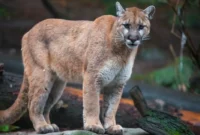 photographer-survives-violent-mountain-lion-encounter-while-protecting-labrador-in-yellowstone-wilderness