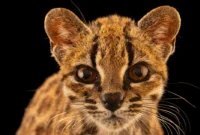 the-discovery-of-the-leopardus-tilcayo-marks-the-first-new-wild-cat-species-identified-by-science-in-over-a-century